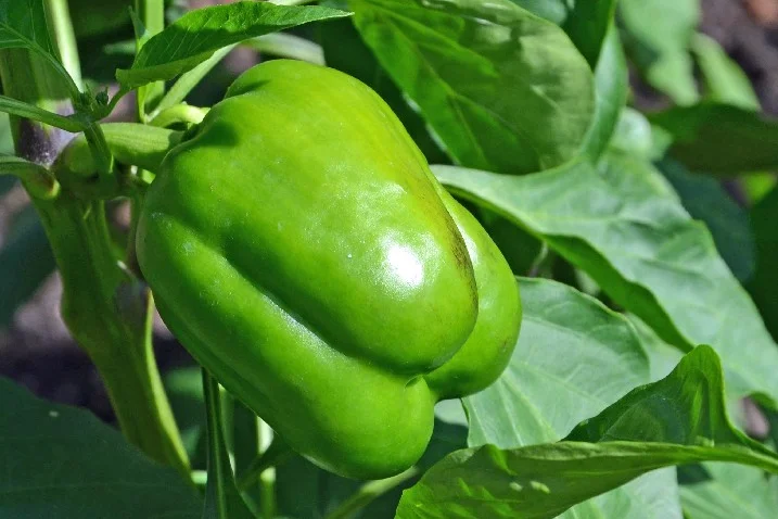 Grüne Paprika an Pflanze